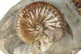Two Fossil Ammonites (Discoscaphites) - South Dakota #189324-1